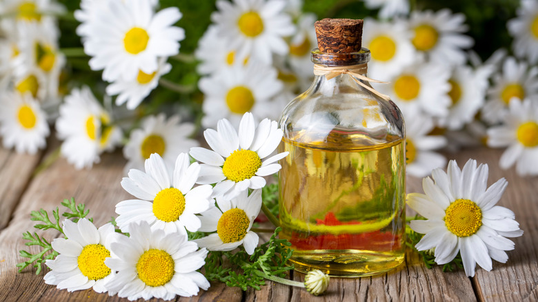 chamomile oil with flowers