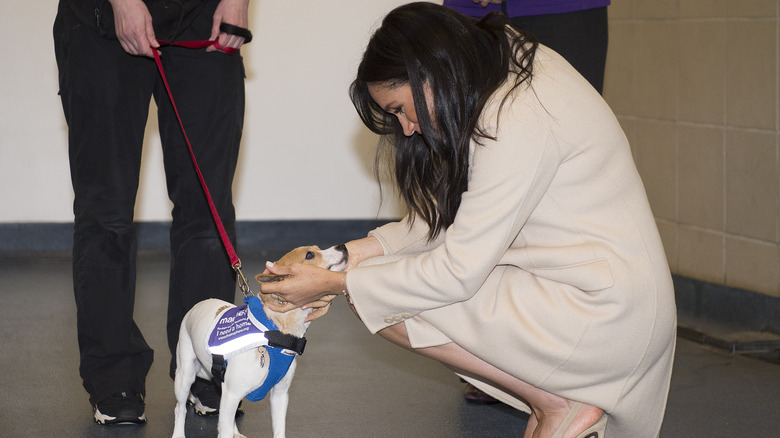 Meghan Markle playing with a dog from Mayhew