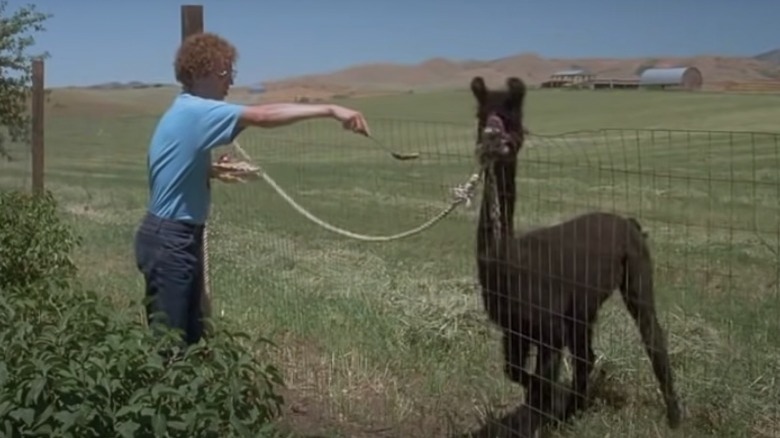 Napoleon trying to feed Tina the llama