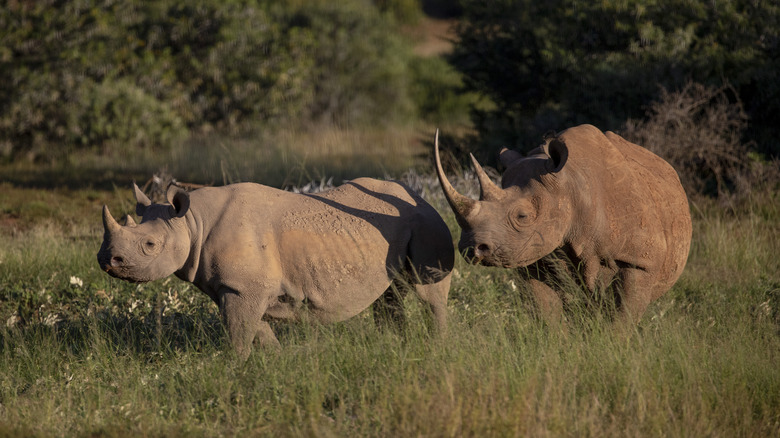 Rhinos in South Africa