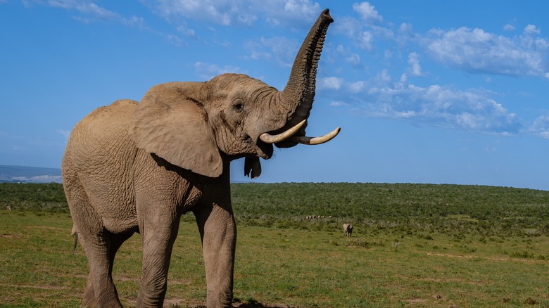 Elephant with tis trunk up 