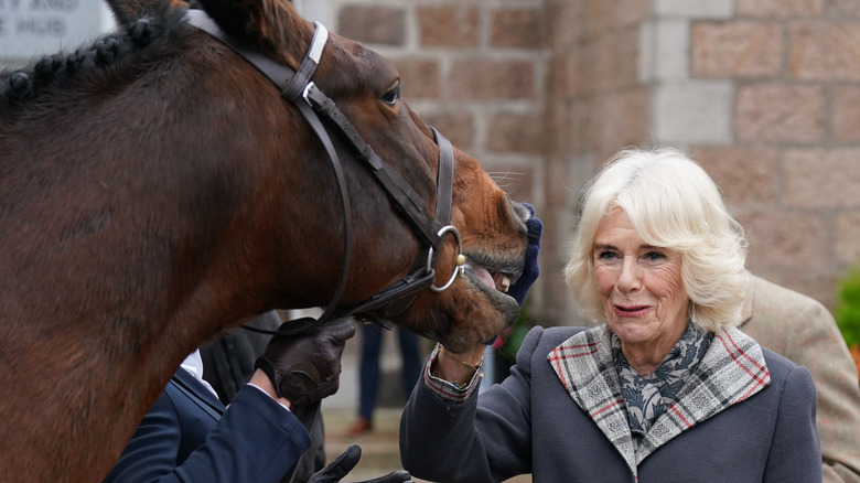 Camilla, Queen Consort petting a horse