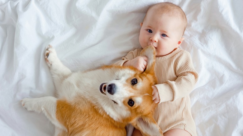 Male infant with corgi