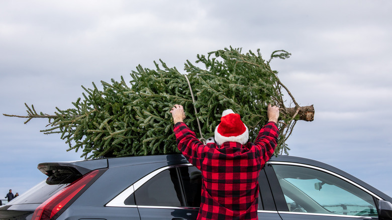 A person putting a real tree on top of a car 