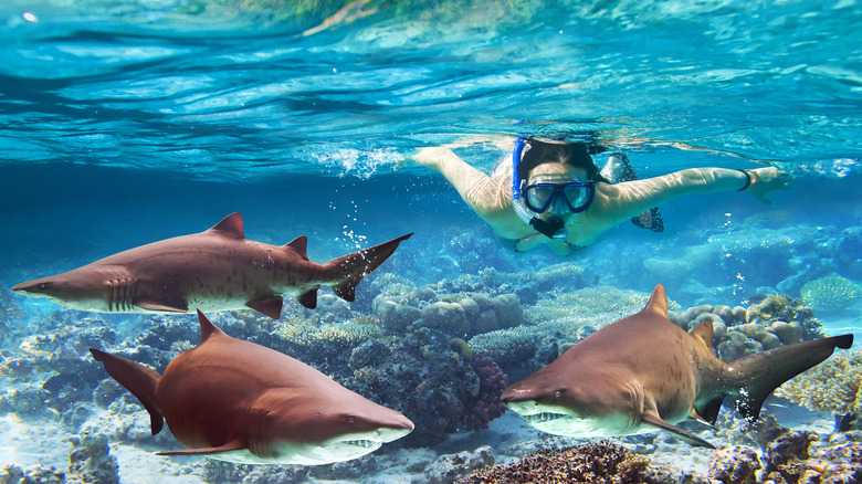 Woman swimming with sharks 