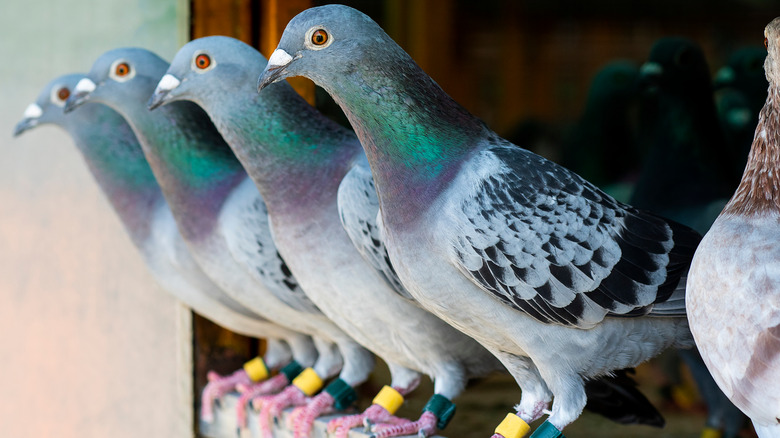 Pigeons lined up on fence