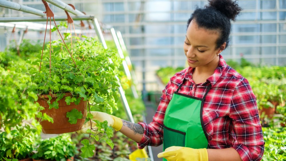 A woman working in a garden