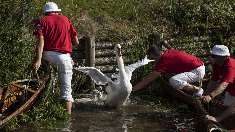 Swan marking and upping, as ordered by Queen Elizabeth II