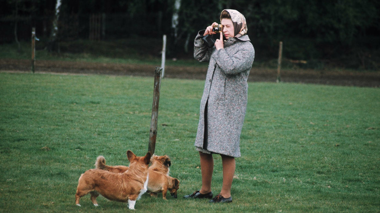 Queen Elizabeth II with Corgis 