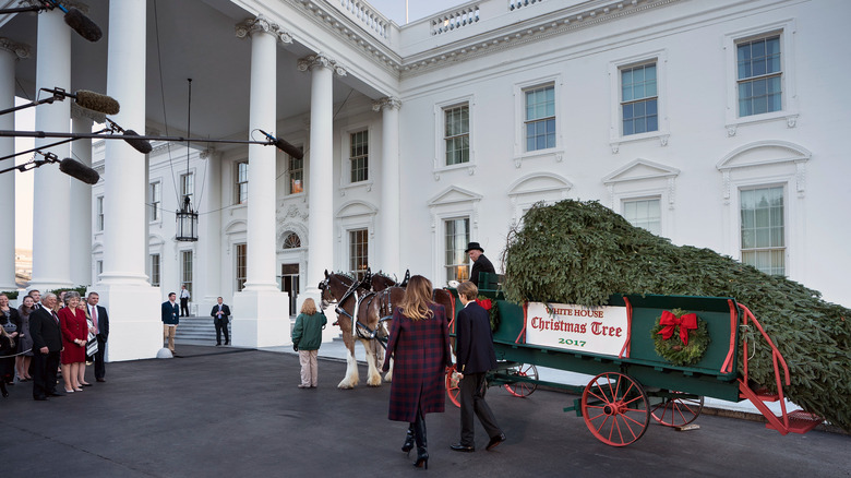 White House tree