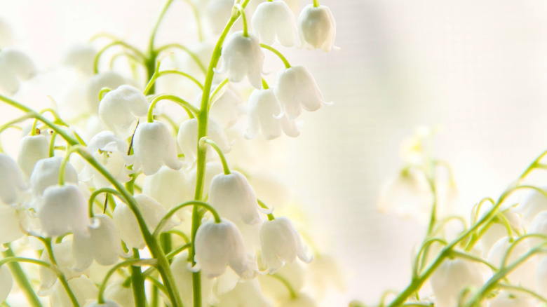 Lily of the valley