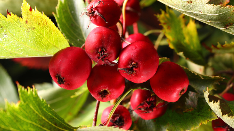 natural remedies hawthorn berries