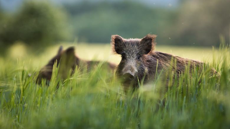 Wild boars eating grass