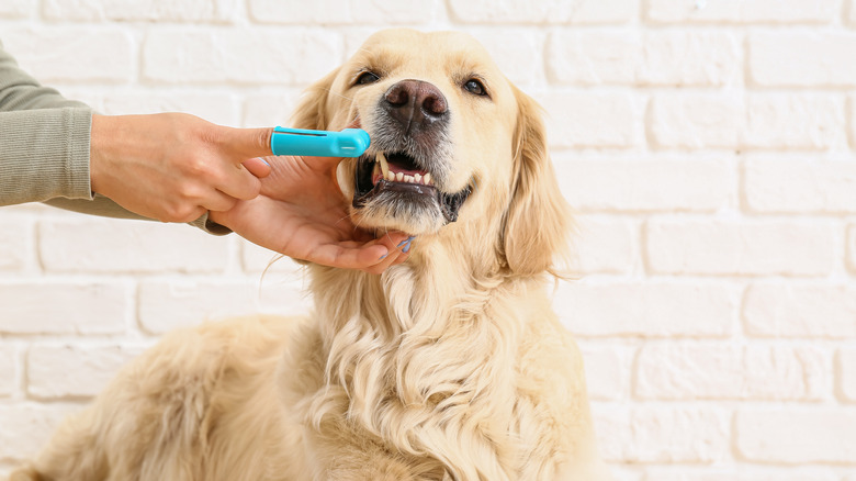 Pet owner using a finger toothbrush to clean his dog's teeth