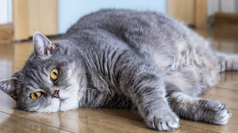 Gray cat laying on floor