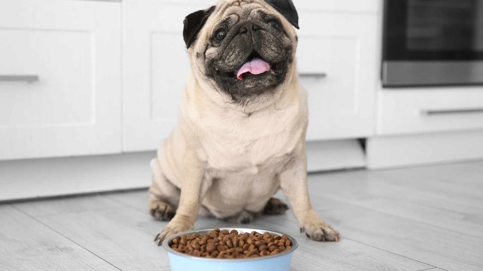 Signs Your Dog May Need To Lose Weight