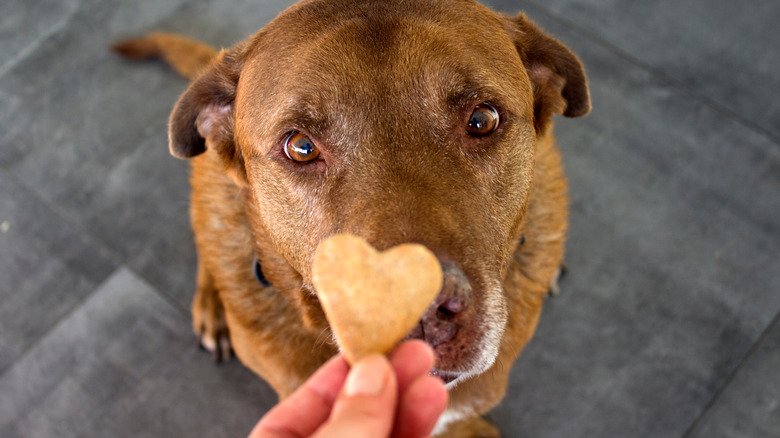 dog begging for treat