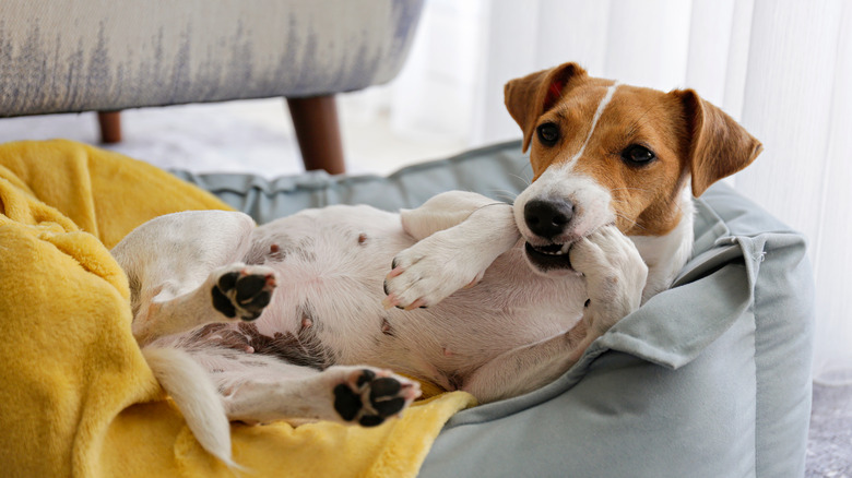 Dog in bed