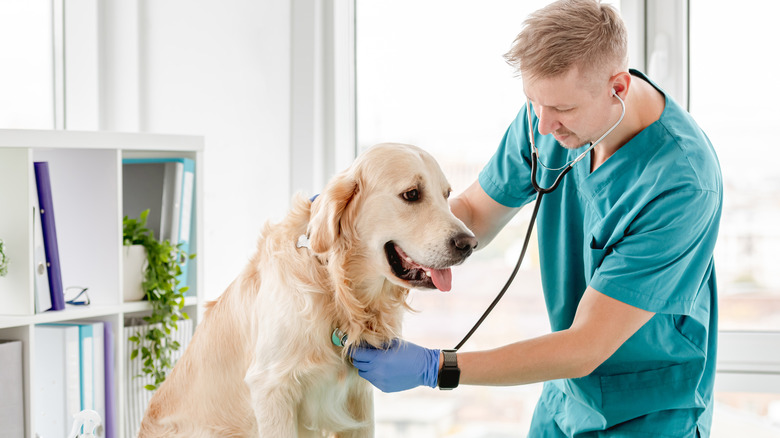 Vet checking a golden retriever