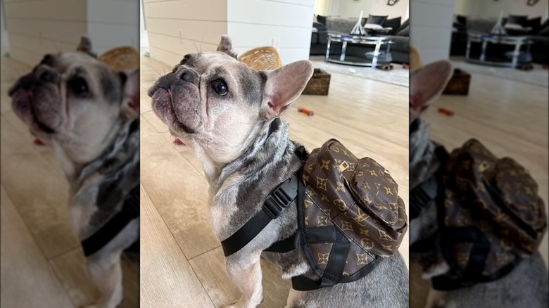 A French bulldog wears a Louis Vuitton backpack 