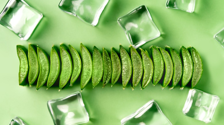 slices of aloe vera with ice cubes