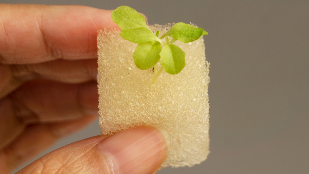 Person holding a gree seed sprouted on a sponge