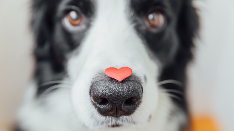 Close up shot of a very cute puppy with a heart on his snoot