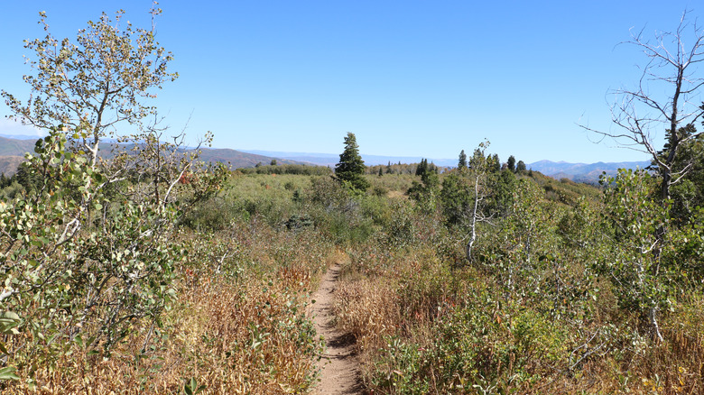 Hiking trail in Morgan County