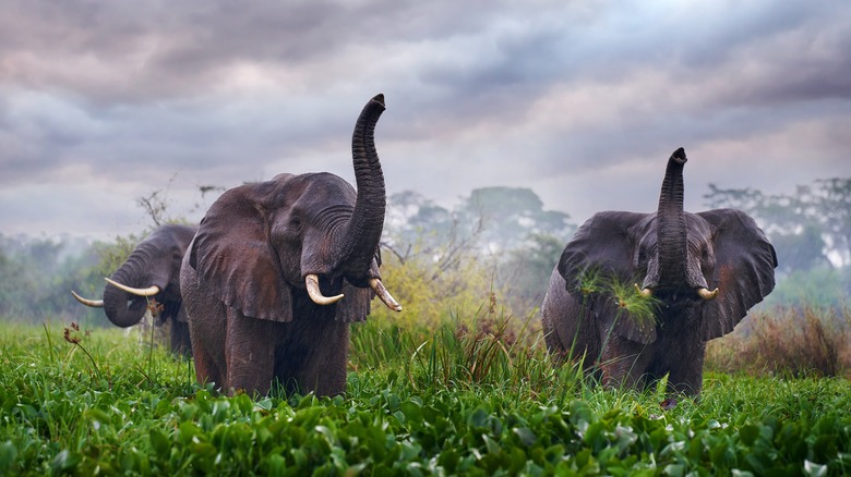 Elephants in Zambia