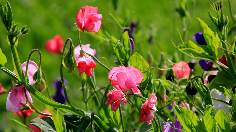 Pink and purple sweet pea flowers in a field 