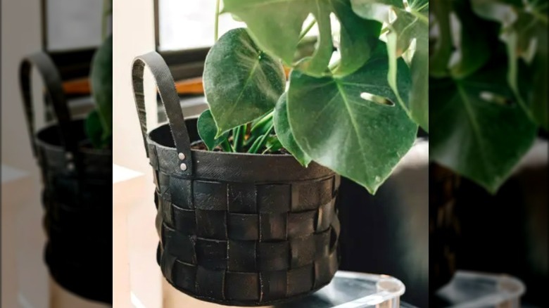 Green leafy plant in a black woven basket