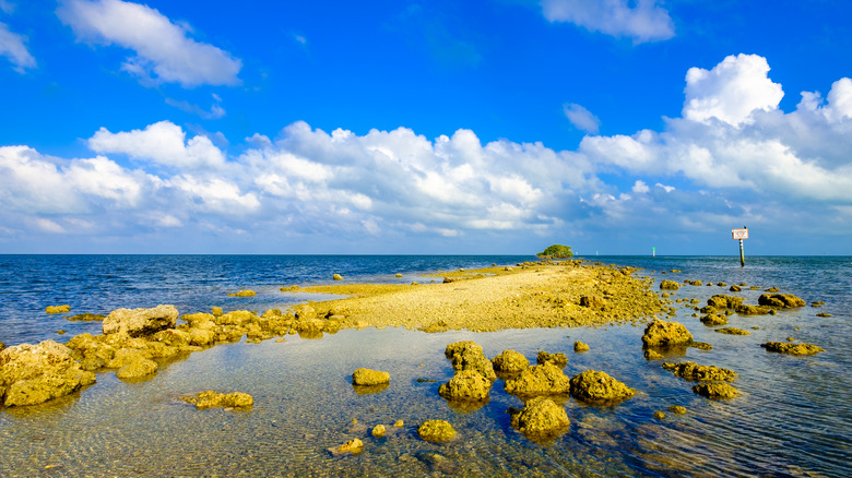 Watery shore in Biscayne National Park