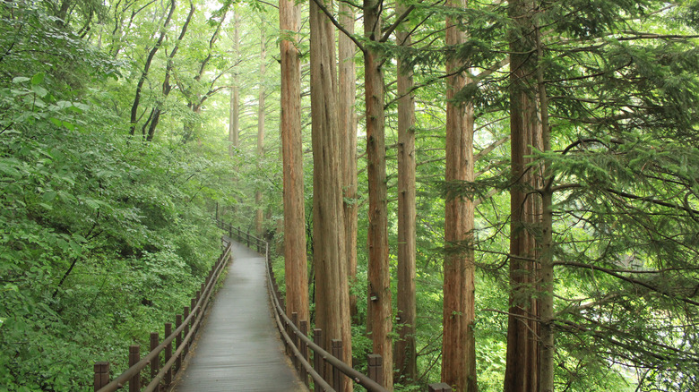 Long wooden boardwalk in a forest