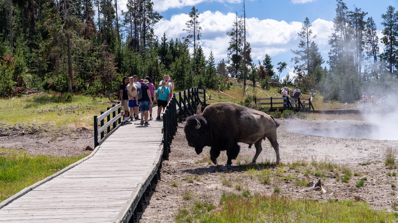 Bison near a wood boardwalk in Yellowstone National Park