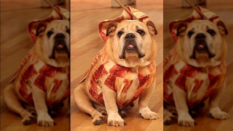 English bulldog dressed in meat