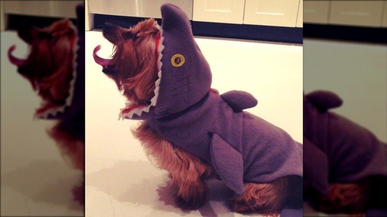 Yorkshire terrier dressed as shark