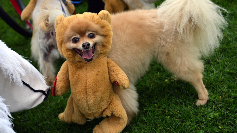 Dog dressed as teddy bear