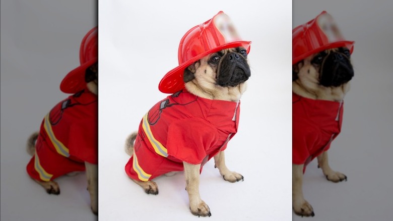 Pug dressed as a firefighter