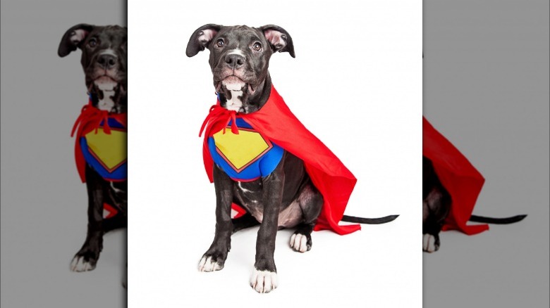 Dog in a superhero costume