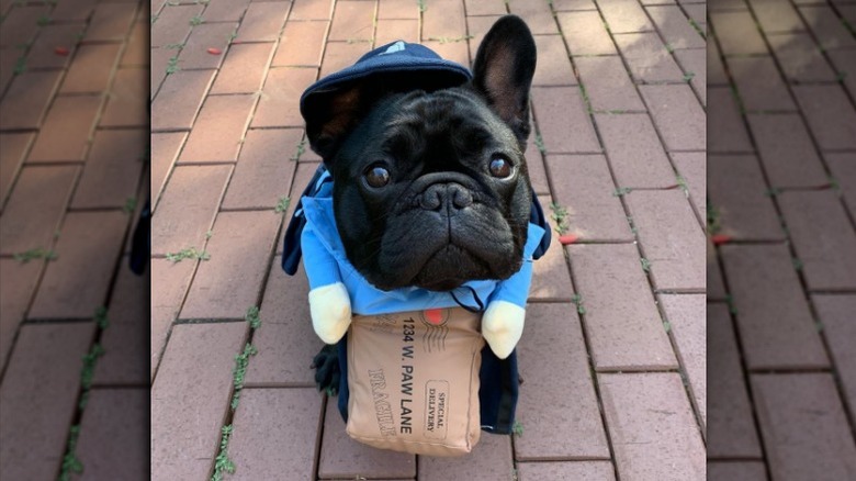 Dog dressed as a delivery man