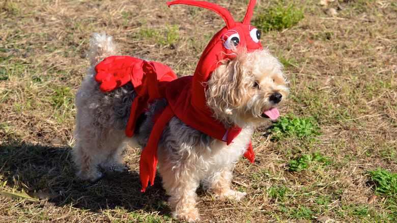 Dog wearing a lobster costume