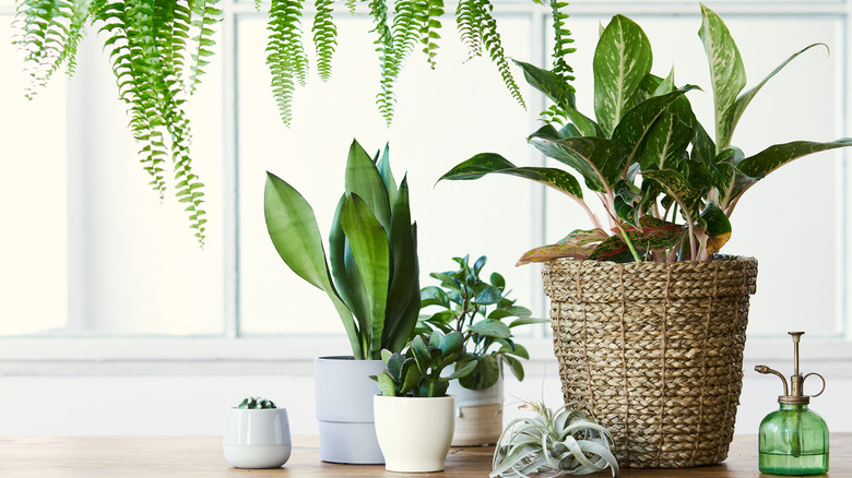 indoor plants