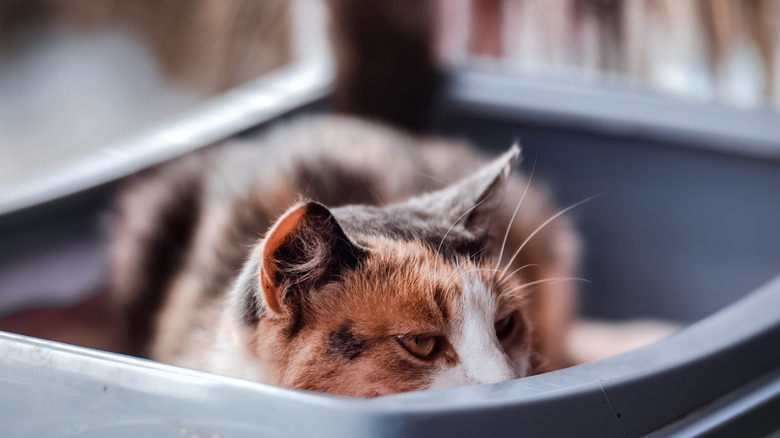 Cat sitting in litter box