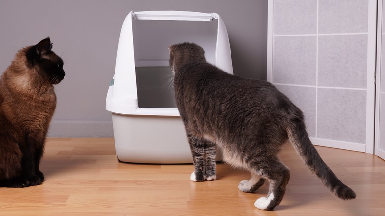 Two cats examining litter box