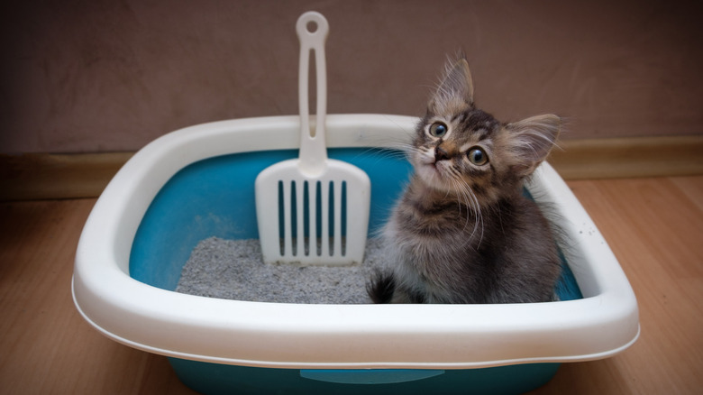 Kitten in litter box