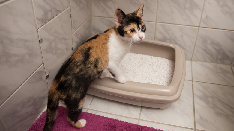 Cat entering litter box