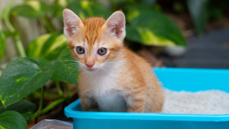 Kitten in litter box