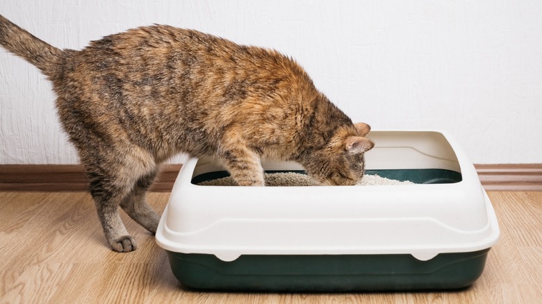 Cat entering litter box 