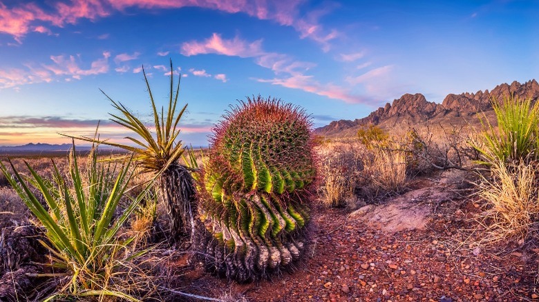 New Mexico desert cacti