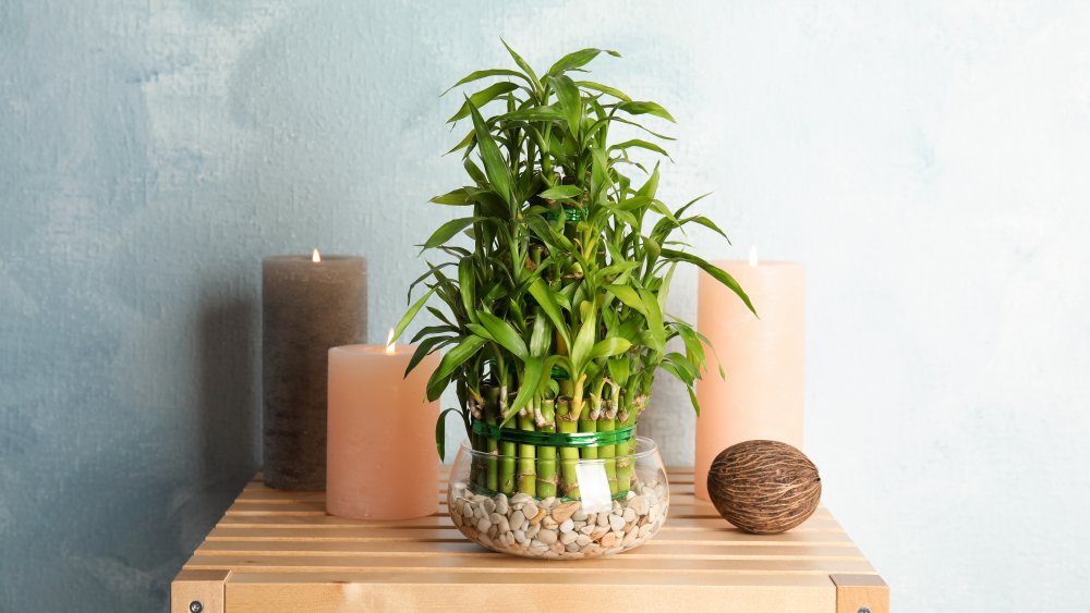 Bamboo for feng shui